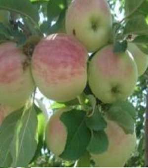 خرید نهال نهال سیب گلاب اصفهان درجه 1