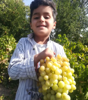 خرید نهال انگور لعل هراتی(سبز افغانی)