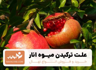 علت ترکیدن میوه انار