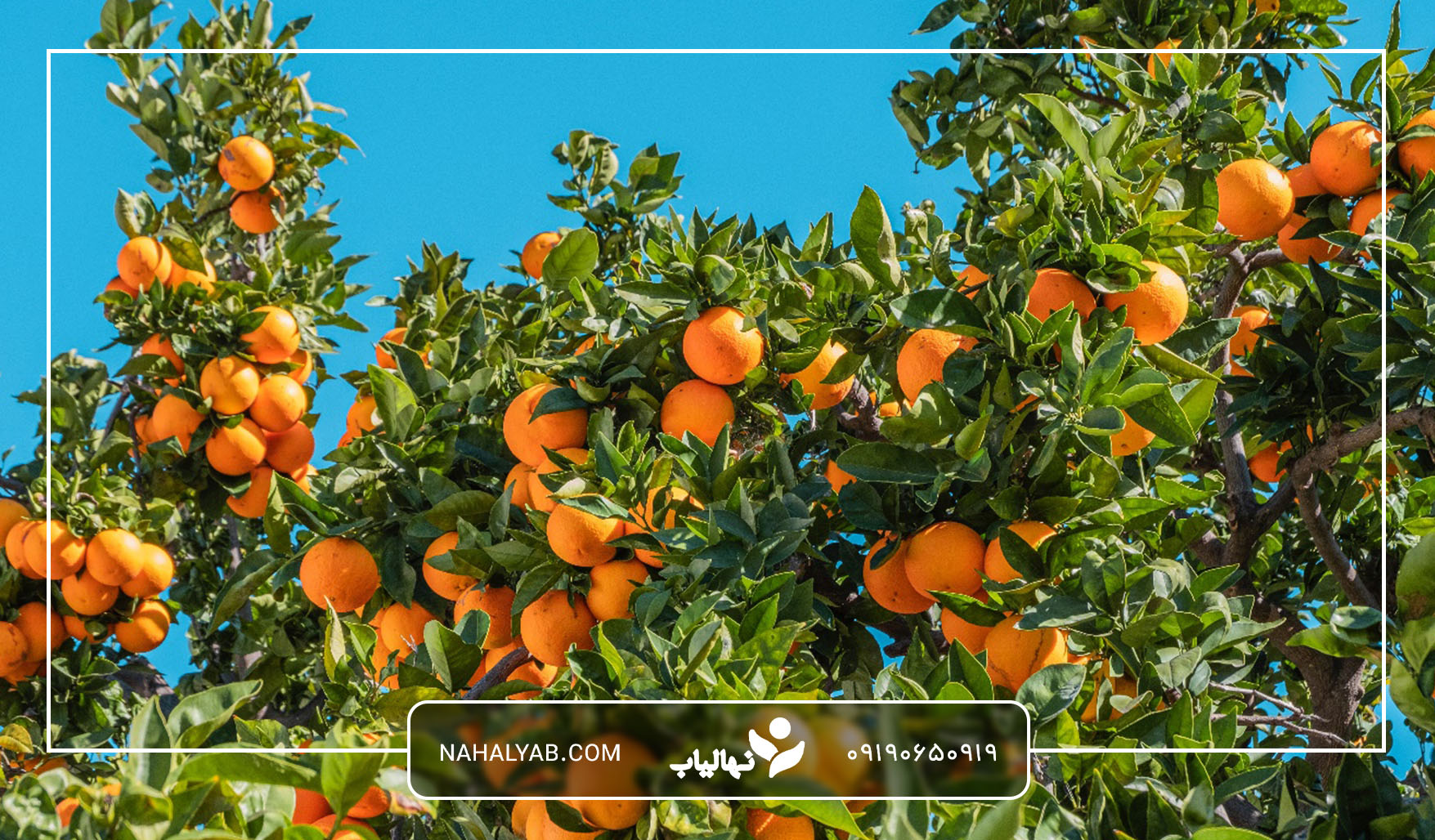 مزایای کود حیوانی برای درخت پرتقال
